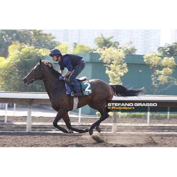 morning workout - Feuerblitz Hong Kong,Sha Tin racecourse,5th dec.2013 ph.Stefano Grasso