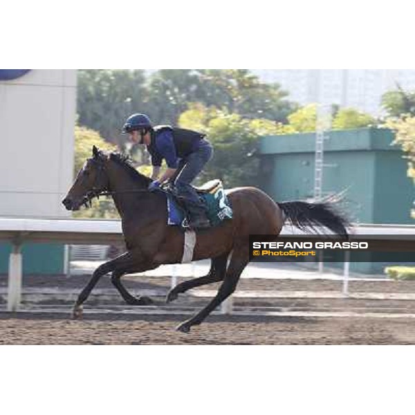 morning workout - Feuerblitz Hong Kong,Sha Tin racecourse,5th dec.2013 ph.Stefano Grasso