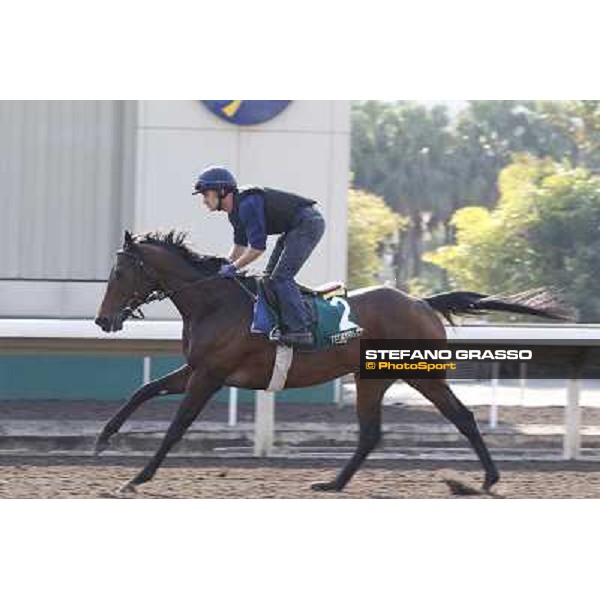 morning workout - Feuerblitz Hong Kong,Sha Tin racecourse,5th dec.2013 ph.Stefano Grasso