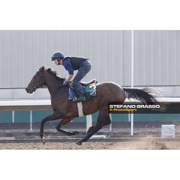 morning workout - Feuerblitz Hong Kong,Sha Tin racecourse,5th dec.2013 ph.Stefano Grasso