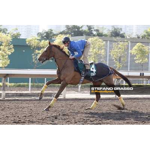morning workout - Seismos Hong Kong,Sha Tin racecourse,5th dec.2013 ph.Stefano Grasso