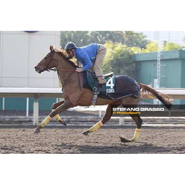 morning workout - Seismos Hong Kong,Sha Tin racecourse,5th dec.2013 ph.Stefano Grasso