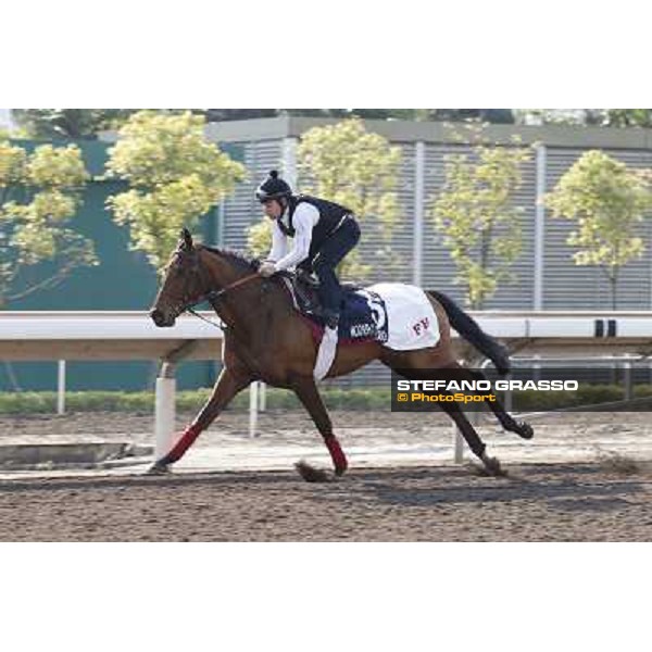 morning workout - Moonlight Cloud Hong Kong,Sha Tin racecourse,5th dec.2013 ph.Stefano Grasso