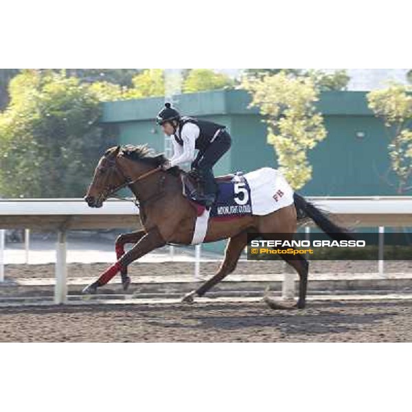 morning workout - Moonlight Cloud Hong Kong,Sha Tin racecourse,5th dec.2013 ph.Stefano Grasso