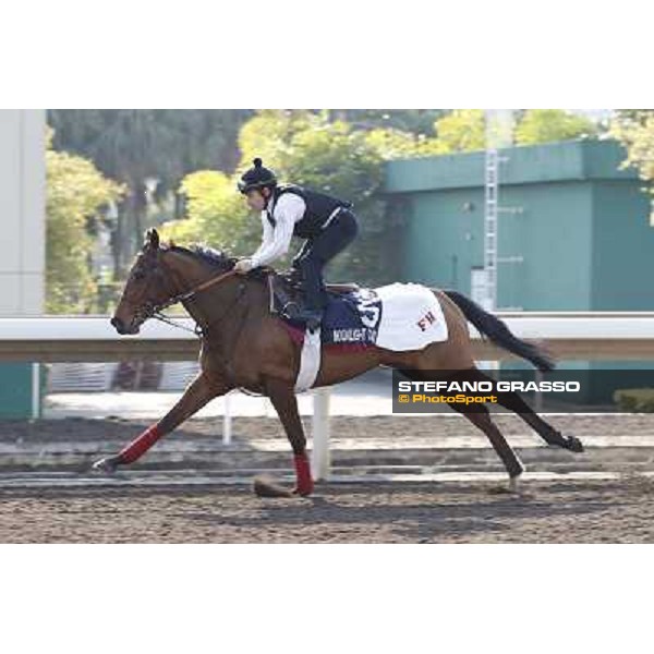 morning workout - Moonlight Cloud Hong Kong,Sha Tin racecourse,5th dec.2013 ph.Stefano Grasso