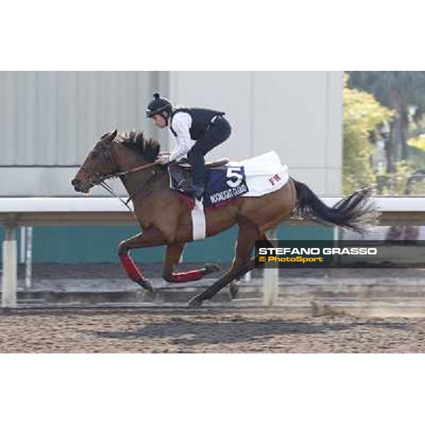 morning workout - Moonlight Cloud Hong Kong,Sha Tin racecourse,5th dec.2013 ph.Stefano Grasso