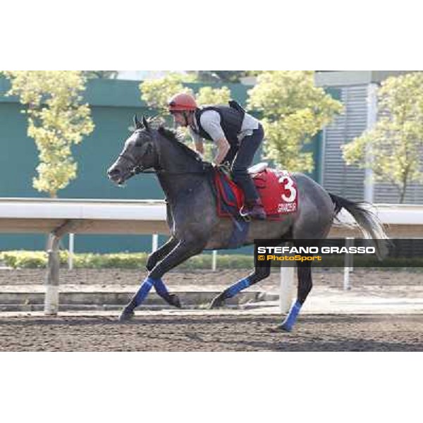 morning workout - Grandeur Hong Kong,Sha Tin racecourse,5th dec.2013 ph.Stefano Grasso