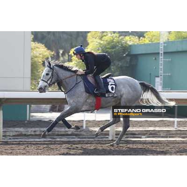 morning workout - Sky Lantern Hong Kong,Sha Tin racecourse,5th dec.2013 ph.Stefano Grasso