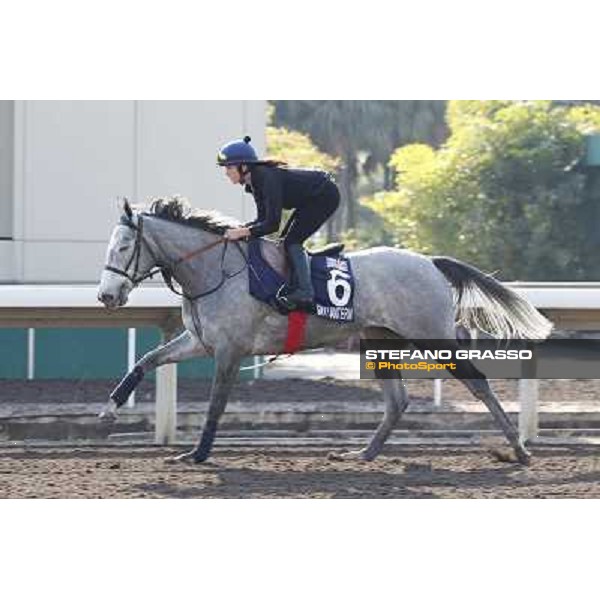morning workout - Sky Lantern Hong Kong,Sha Tin racecourse,5th dec.2013 ph.Stefano Grasso