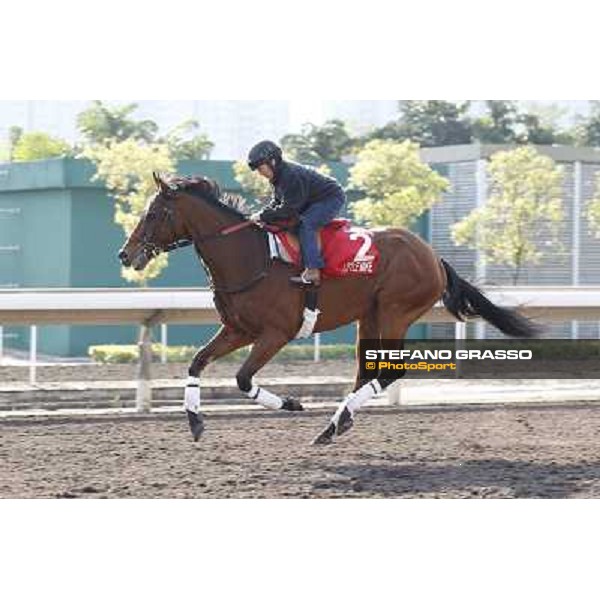 morning workout - Little Mike Hong Kong,Sha Tin racecourse,5th dec.2013 ph.Stefano Grasso