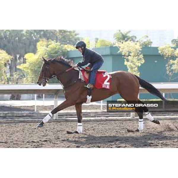 morning workout - Little Mike Hong Kong,Sha Tin racecourse,5th dec.2013 ph.Stefano Grasso
