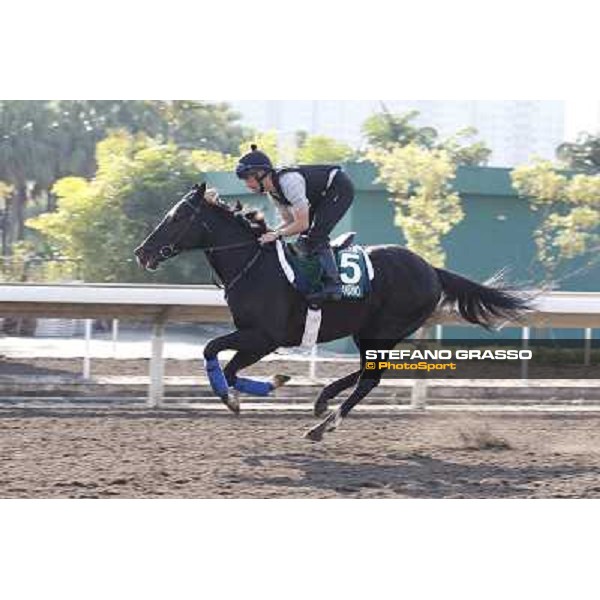 morning workout - Dandino Hong Kong,Sha Tin racecourse,5th dec.2013 ph.Stefano Grasso