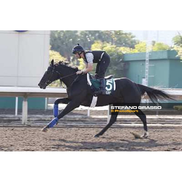 morning workout - Dandino Hong Kong,Sha Tin racecourse,5th dec.2013 ph.Stefano Grasso