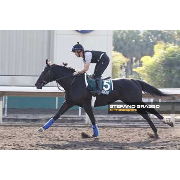 morning workout - Dandino Hong Kong,Sha Tin racecourse,5th dec.2013 ph.Stefano Grasso