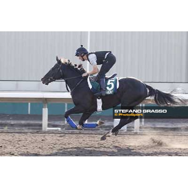 morning workout - Dandino Hong Kong,Sha Tin racecourse,5th dec.2013 ph.Stefano Grasso
