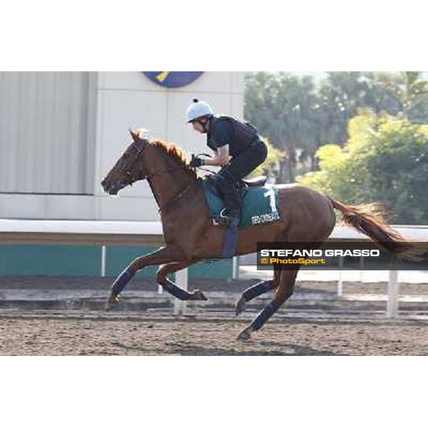 morning workout - Red Cadeaux Hong Kong,Sha Tin racecourse,5th dec.2013 ph.Stefano Grasso