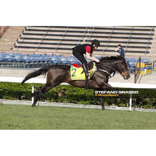 morning workout - Slade Power Hong Kong,Sha Tin racecourse,5th dec.2013 ph.Stefano Grasso