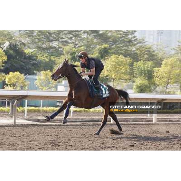 morning workout - Dunaden Hong Kong,Sha Tin racecourse,5th dec.2013 ph.Stefano Grasso