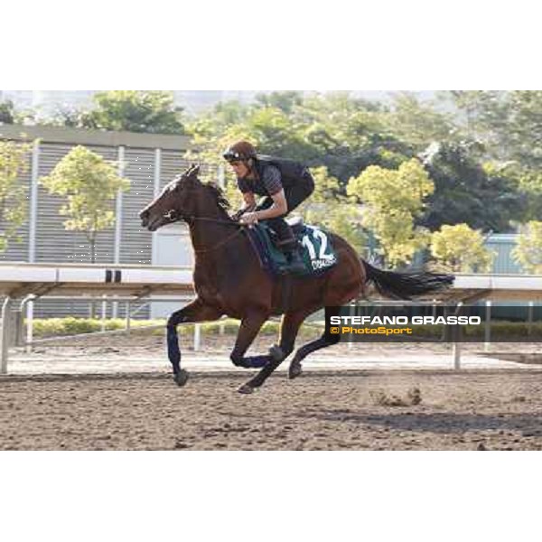 morning workout - Dunaden Hong Kong,Sha Tin racecourse,5th dec.2013 ph.Stefano Grasso
