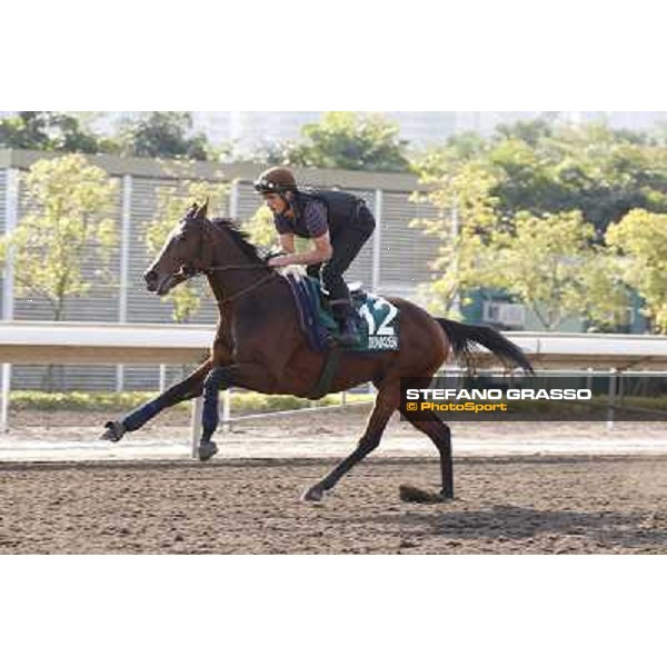 morning workout - Dunaden Hong Kong,Sha Tin racecourse,5th dec.2013 ph.Stefano Grasso