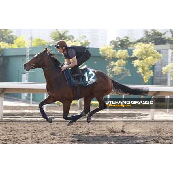 morning workout - Dunaden Hong Kong,Sha Tin racecourse,5th dec.2013 ph.Stefano Grasso