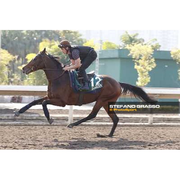 morning workout - Dunaden Hong Kong,Sha Tin racecourse,5th dec.2013 ph.Stefano Grasso
