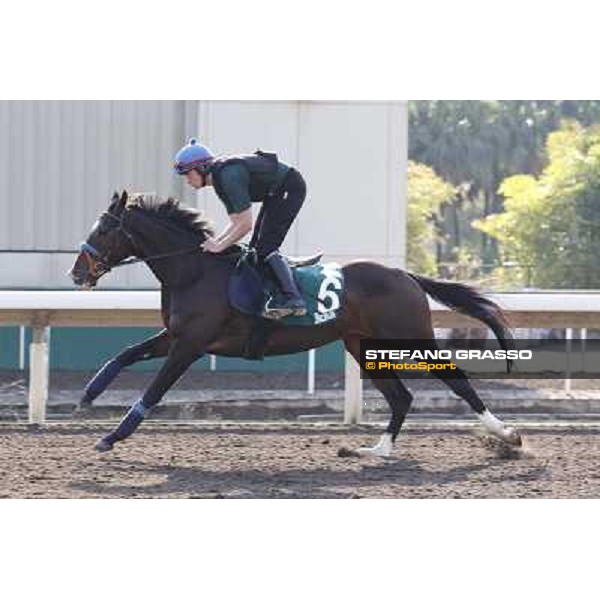 morning workout - Simenon Hong Kong,Sha Tin racecourse,5th dec.2013 ph.Stefano Grasso