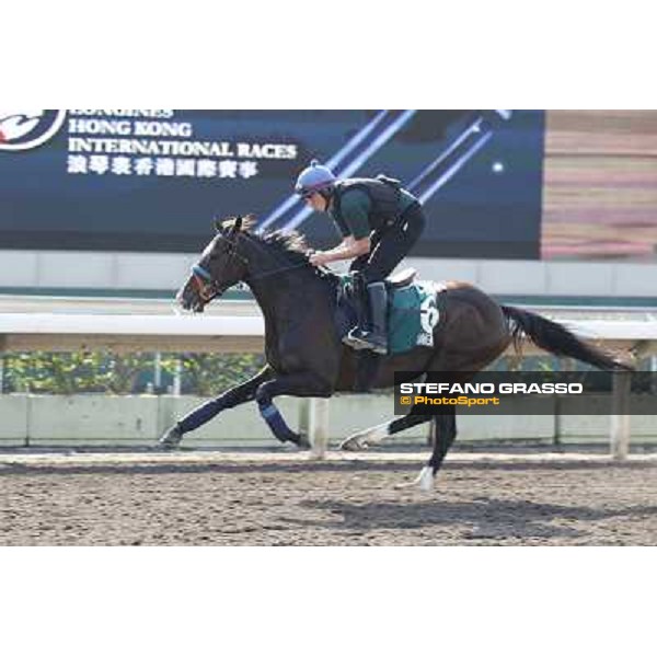 morning workout - Simenon Hong Kong,Sha Tin racecourse,5th dec.2013 ph.Stefano Grasso