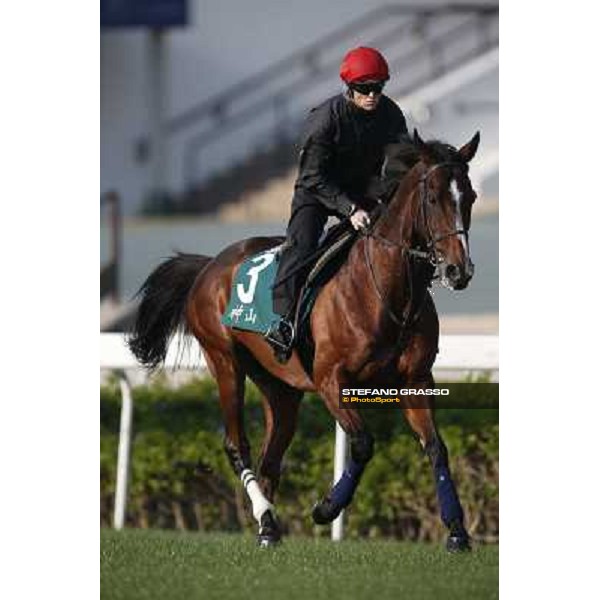 morning workout - Mount Athos Hong Kong,Sha Tin racecourse,5th dec.2013 ph.Stefano Grasso