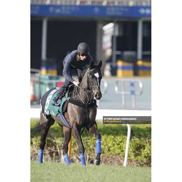morning workout - The Fugue Hong Kong,Sha Tin racecourse,5th dec.2013 ph.Stefano Grasso