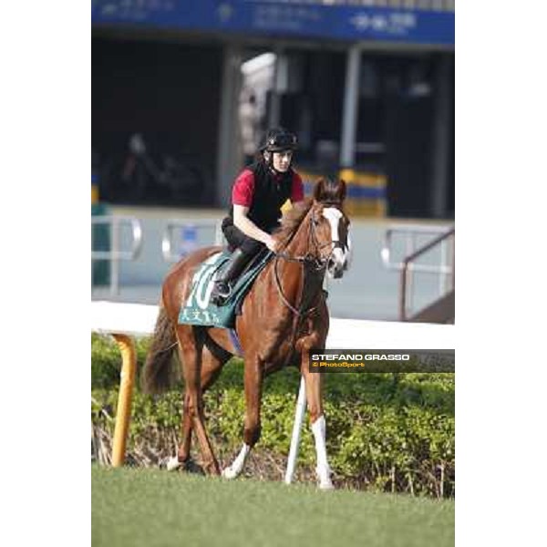 morning workout - Galileo Rock Hong Kong,Sha Tin racecourse,5th dec.2013 ph.Stefano Grasso