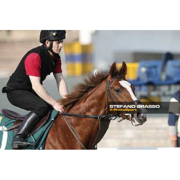 morning workout - Galileo Rock Hong Kong,Sha Tin racecourse,5th dec.2013 ph.Stefano Grasso