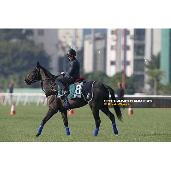 morning workout - The Fugue Hong Kong,Sha Tin racecourse,5th dec.2013 ph.Stefano Grasso