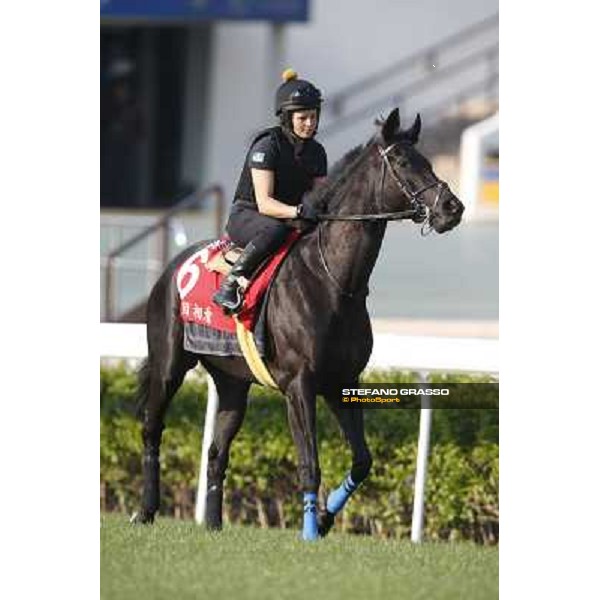 morning workout - Side Glance Hong Kong,Sha Tin racecourse,5th dec.2013 ph.Stefano Grasso
