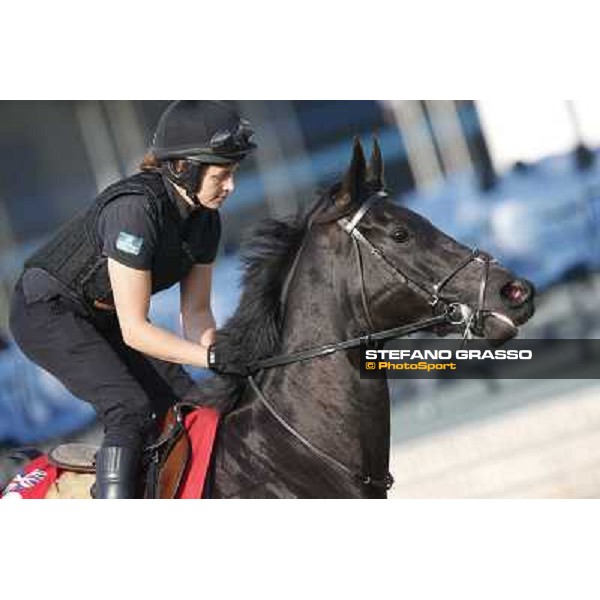 morning workout - Side Glance Hong Kong,Sha Tin racecourse,5th dec.2013 ph.Stefano Grasso
