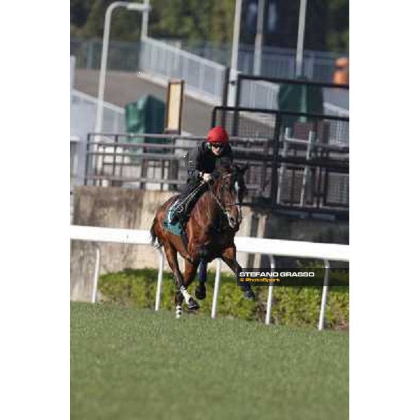 morning workout - Mount Athos Hong Kong,Sha Tin racecourse,5th dec.2013 ph.Stefano Grasso