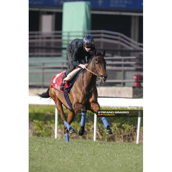 morning workout - Cirrus des Aigles Hong Kong,Sha Tin racecourse,5th dec.2013 ph.Stefano Grasso