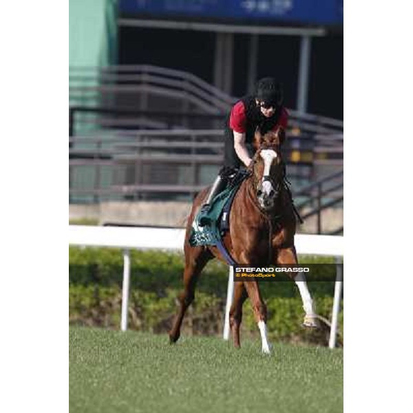 morning workout - Galileo Rock Hong Kong,Sha Tin racecourse,5th dec.2013 ph.Stefano Grasso