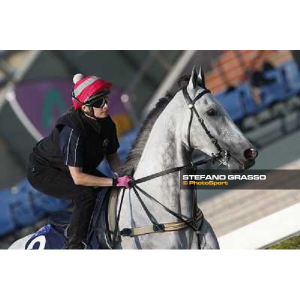 morning workout - Linton Hong Kong,Sha Tin racecourse,5th dec.2013 ph.Stefano Grasso