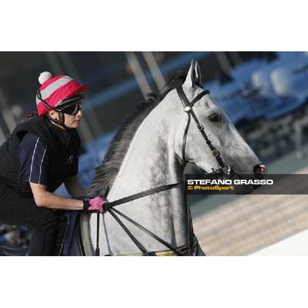 morning workout - Linton Hong Kong,Sha Tin racecourse,5th dec.2013 ph.Stefano Grasso