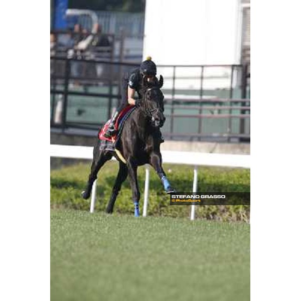 morning workout - Grandeur Hong Kong,Sha Tin racecourse,5th dec.2013 ph.Stefano Grasso