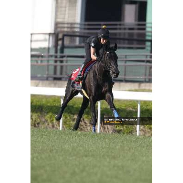 morning workout - Grandeur Hong Kong,Sha Tin racecourse,5th dec.2013 ph.Stefano Grasso