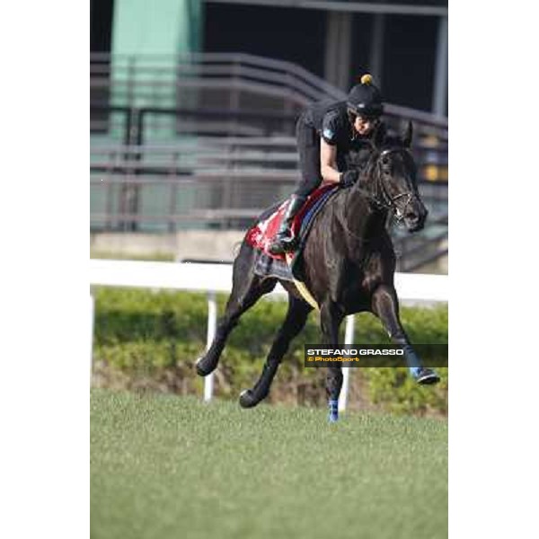 morning workout - Grandeur Hong Kong,Sha Tin racecourse,5th dec.2013 ph.Stefano Grasso
