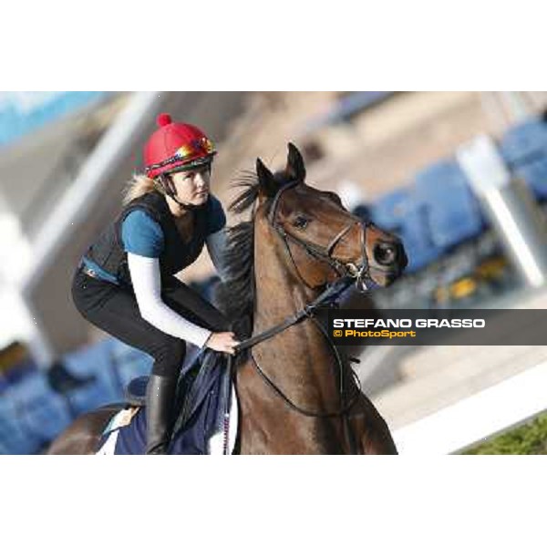 morning workout - Gordon Lord Byron Hong Kong,Sha Tin racecourse,5th dec.2013 ph.Stefano Grasso