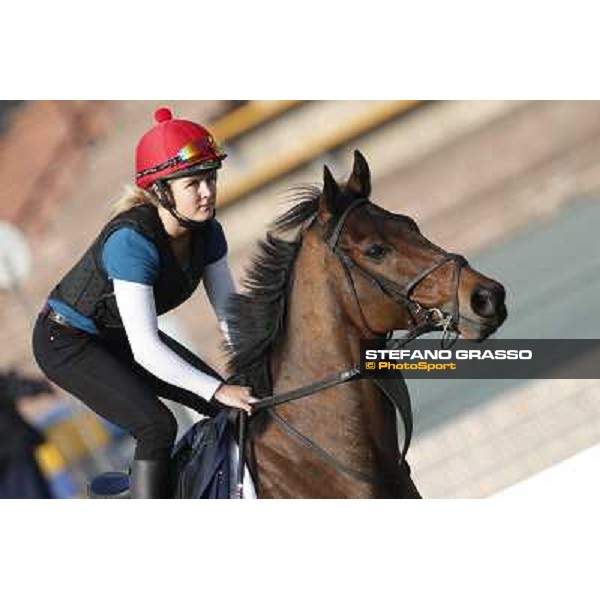 morning workout - Gordon Lord Byron Hong Kong,Sha Tin racecourse,5th dec.2013 ph.Stefano Grasso