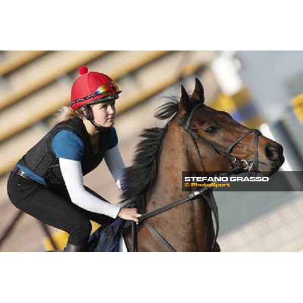 morning workout - Gordon Lord Byron Hong Kong,Sha Tin racecourse,5th dec.2013 ph.Stefano Grasso