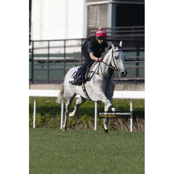 morning workout - Linton Hong Kong,Sha Tin racecourse,5th dec.2013 ph.Stefano Grasso