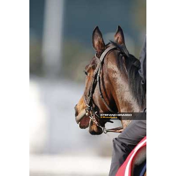 morning workout - Cirrus des Aigles Hong Kong,Sha Tin racecourse,5th dec.2013 ph.Stefano Grasso