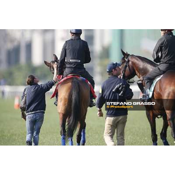 morning workout - Soumillon on Cirrus des Aigles and Month Athos Hong Kong,Sha Tin racecourse,5th dec.2013 ph.Stefano Grasso