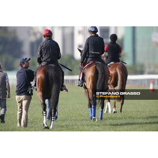 morning workout - Soumillon on Cirrus des Aigles and Month Athos Hong Kong,Sha Tin racecourse,5th dec.2013 ph.Stefano Grasso